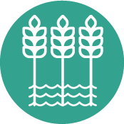 Rice cultivation icon